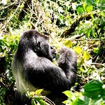 Silver back gorilla